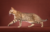 Picture of Ocicat walking on rust red background