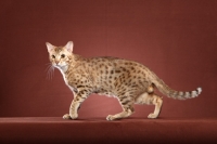 Picture of Ocicat walking