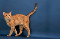 Picture of Ocicat with tail up, cinnamon spotted tabby colour