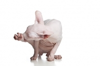 Picture of odd-eyed sphynx doing some cleaning