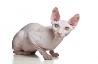 Picture of odd-eyed sphynx from side, looking at camera