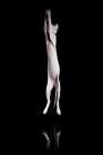 Picture of odd-eyed sphynx jumping, reflection