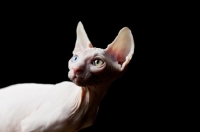 Picture of odd-eyed sphynx looking aside camera