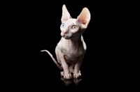 Picture of odd-eyed sphynx looking aside camera