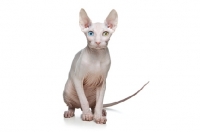 Picture of odd-eyed Sphynx looking straight at camera