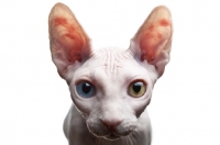 Picture of odd-eyed sphynx, looking straight at camera, close-up