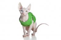 Picture of odd-eyed Sphynx looking straight at camera, wearing a green sweater