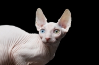 Picture of odd-eyed sphynx looking towards camera