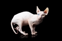 Picture of odd-eyed sphynx looking towards camera