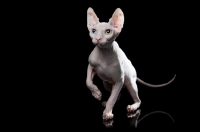 Picture of odd-eyed sphynx, one paw up and looking towards camera