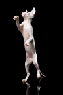 Picture of odd-eyed sphynx standing on hind legs