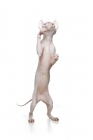 Picture of odd-eyed Sphynx standing on two feet