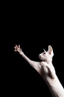 Picture of odd-eyed sphynx stretching on paw in the air