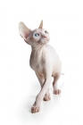 Picture of odd-eyed Sphynx walking