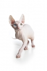 Picture of odd-eyed Sphynx walking