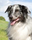 Picture of odd eyed australian shepherd dog