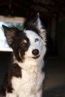 Picture of odd eyed border collie looking at camera, portrait