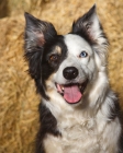 Picture of odd eyed border collie looking cheerful 