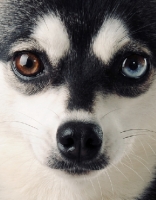 Picture of odd eyed dog staring at camera in extreme close up