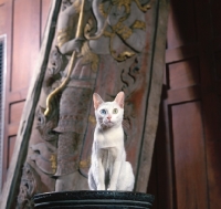 Picture of odd eyed Kao Manee cat