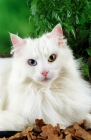Picture of odd eyed norwegian forest cat