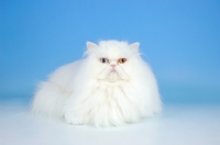 Picture of odd eyed Persian