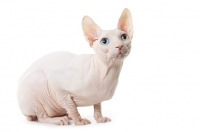 Picture of Odd eyed Sphynx cat crouching