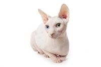 Picture of Odd eyed Sphynx cat lying down