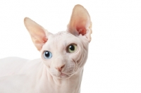 Picture of Odd eyed Sphynx looking down