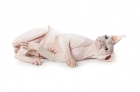Picture of Odd eyed Sphynx lying on back