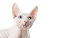 Picture of Odd eyed Sphynx portrait