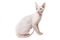 Picture of Odd eyed Sphynx sitting down