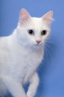 Picture of odd eyed Turkish Van on blue background