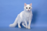 Picture of odd eyed Turkish Van on blue background