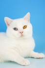 Picture of odd eyed white british shorthair lying down