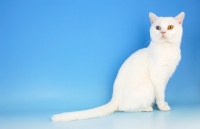 Picture of odd eyed white british shorthair sitting