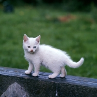 Picture of odd eyed white long hair kitten standing on a beam