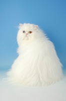 Picture of odd eyed white Persian, back view