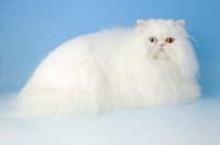 Picture of odd eyed white Persian, fluffy