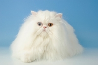 Picture of odd eyed white Persian, lying down