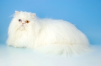 Picture of odd eyed white Persian lying down