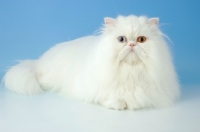 Picture of odd eyed white Persian, lying down