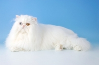 Picture of odd eyed white Persian on blue background
