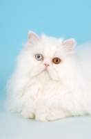 Picture of odd eyed white Persian, portrait format