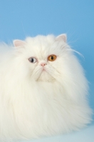 Picture of odd eyed white Persian, portrait