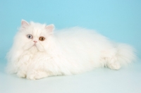 Picture of odd eyed white Persian
