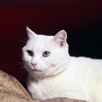 Picture of odd eyed white short hair cat