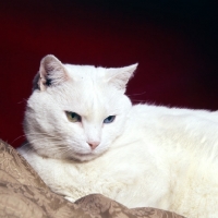 Picture of odd eyed white short hair cat