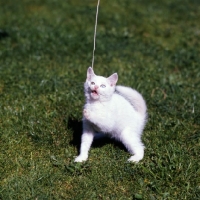 Picture of odd eyed white short hair kitten playing with string