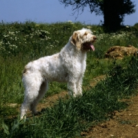 Picture of odivane francesca of nantiderri, italian spinone looking up